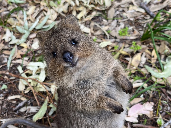 quokka smile on Rottnest island, Australia