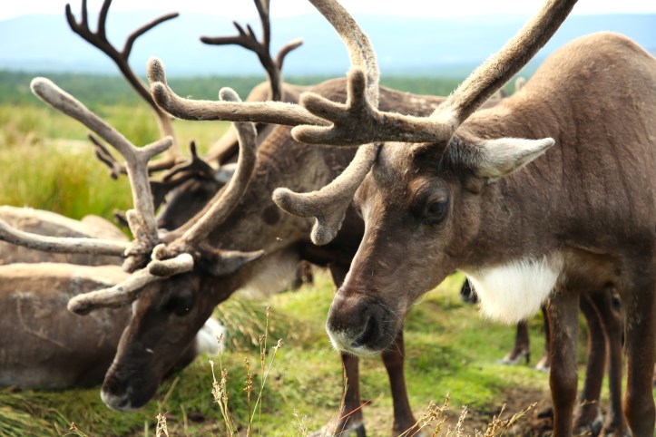 The Hill Trip The Cairngorm Reindeer Herd, Glenmore, Scotland, UK