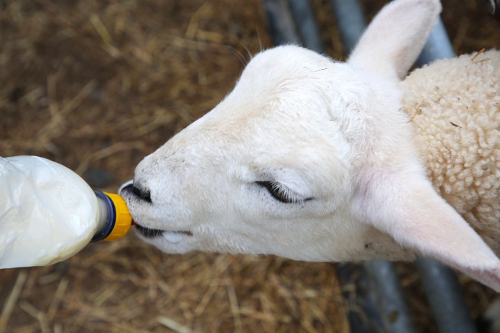 highland coos inverness, scotland
