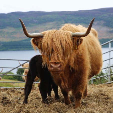 highland coo, inverness, scotland