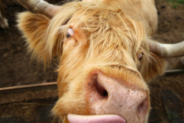 highland coo licking camera, inverness scotland